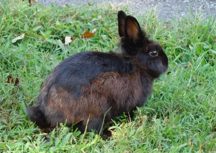 wild rabbits in America