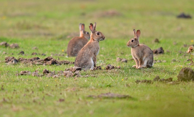 European rabbit care