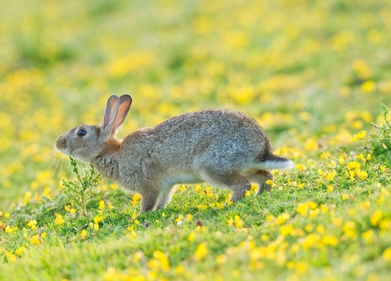 Can you keep a European rabbit?