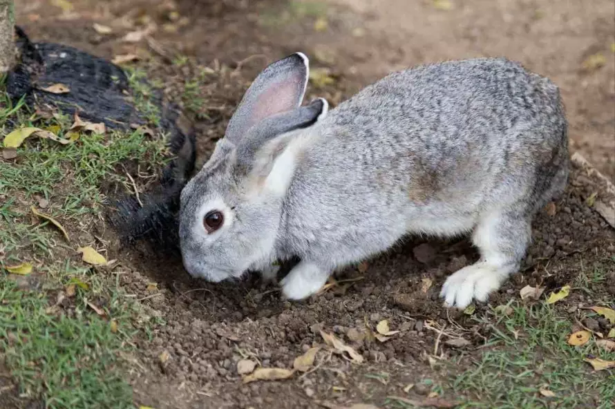 rabbit communication