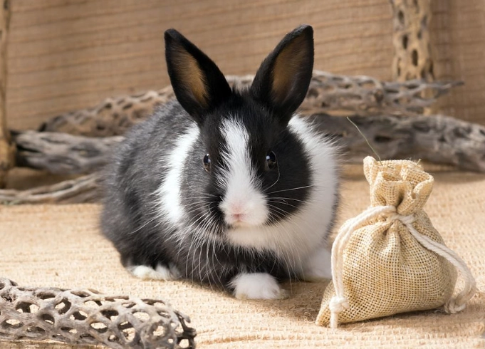 wild rabbit lifespan wild rabbit lifespan