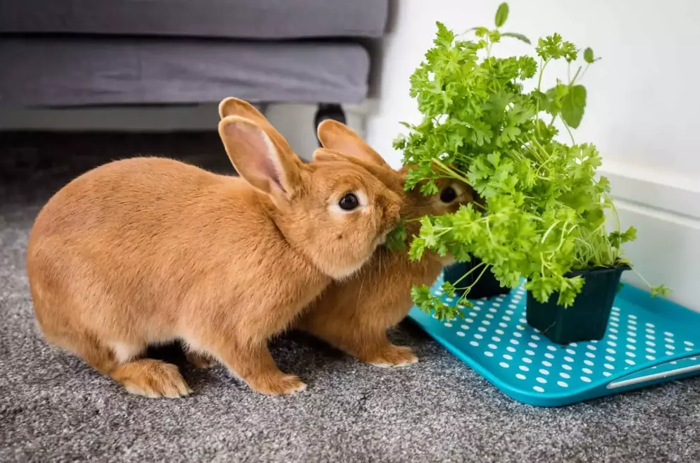 rabbit diet