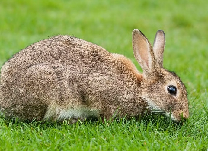 IUCN Red List rabbit