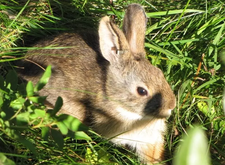 colorado cottontail