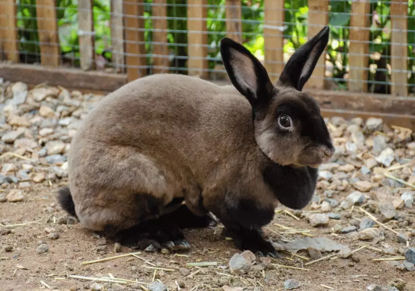 rex rabbit breeds