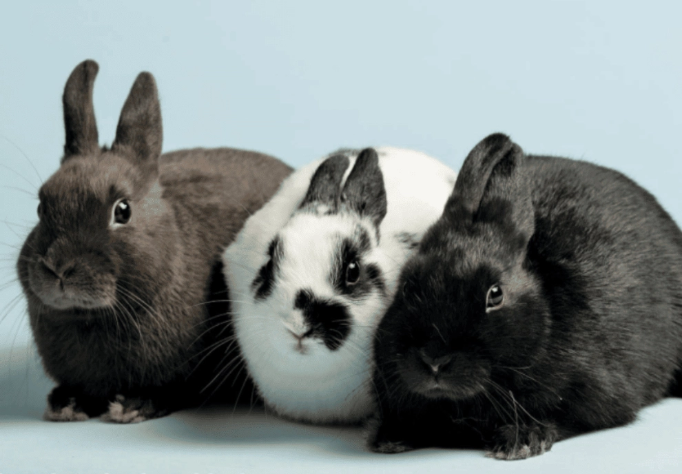 polish rabbit breeds