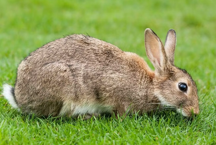 European rabbit scientific name
