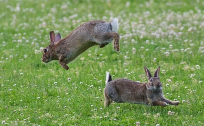 cottontail rabbit as pet