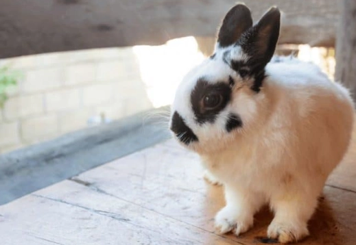 How long do Dwarf rabbits live
