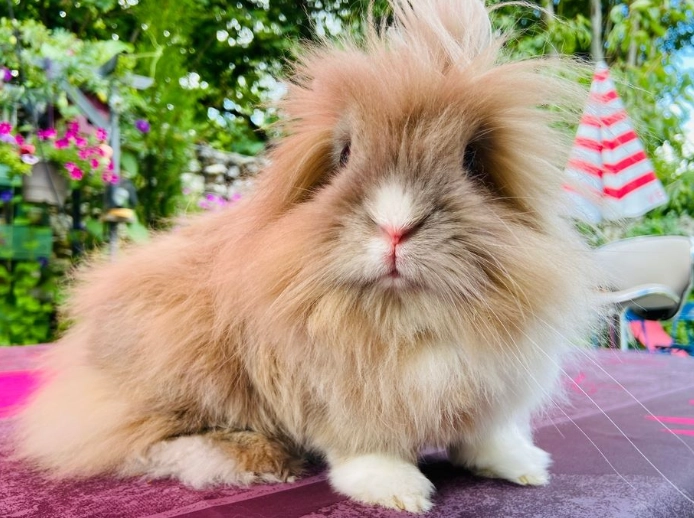 Angora Lionhead rabbit