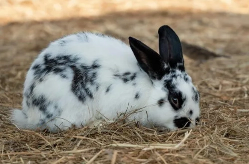 rabbit age calculator rabbit age calculator