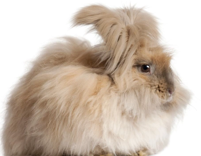 Lionhead Angora mix Lionhead Angora mix