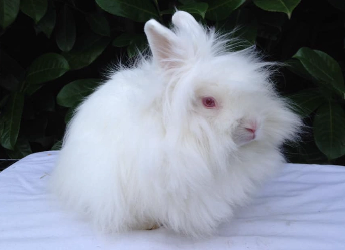 Lionhead Angora mix Lionhead Angora mix