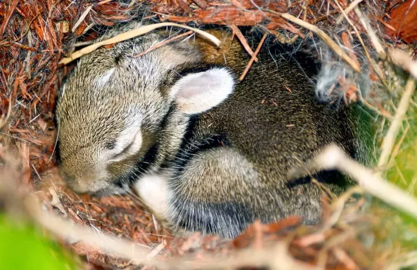 cottontail rabbit as pet