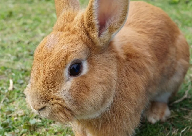 How long do rabbits live in human years