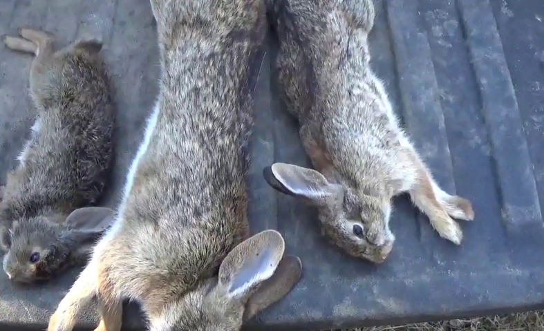 European rabbit care