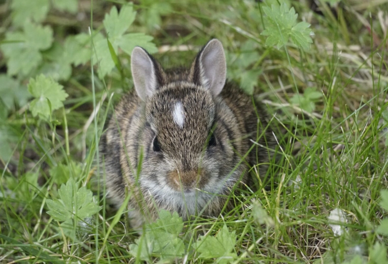 cottontail rabbit as pet