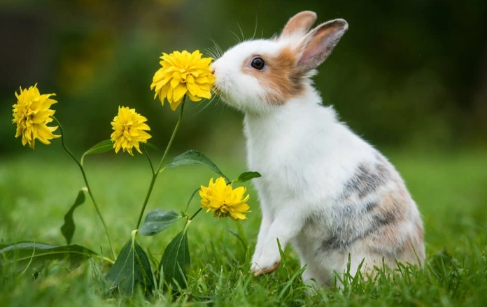 rabbit lifespan comparison rabbit lifespan comparison