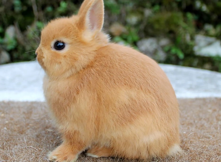 dwarf rabbit lifespan