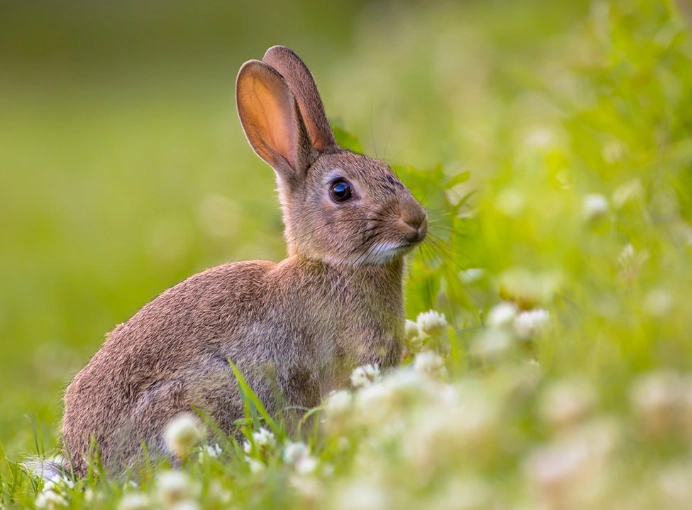rabbit lifespan comparison rabbit lifespan comparison