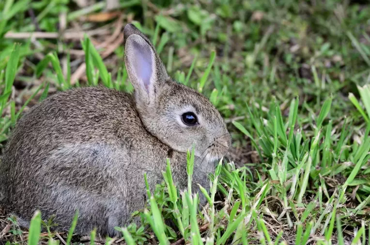 European rabbit pet care European rabbit pet care