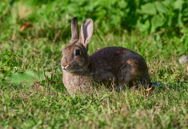 Oryctolagus cuniculus Oryctolagus cuniculus