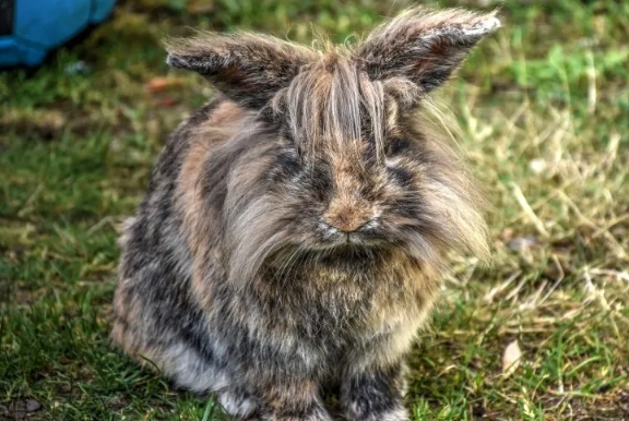 long-haired rabbit grooming long-haired rabbit grooming