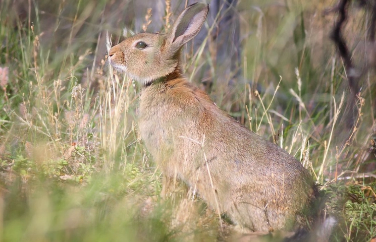 rabbit control methods