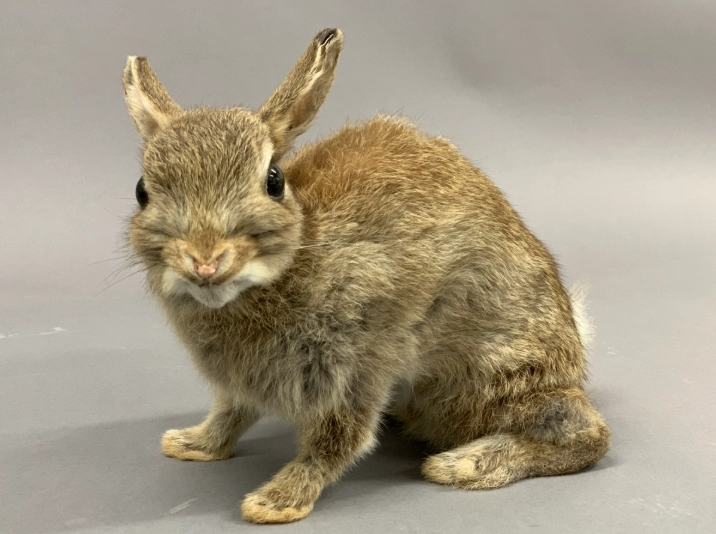 Oryctolagus cuniculus Oryctolagus cuniculus