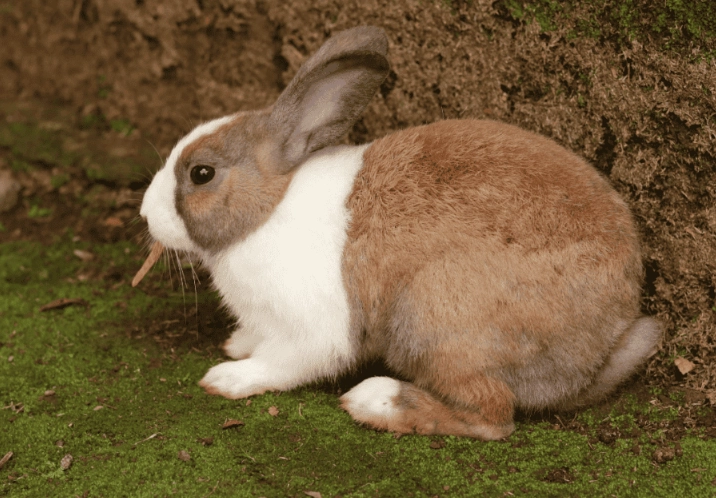 Dutch rabbit lifespan Dutch rabbit lifespan