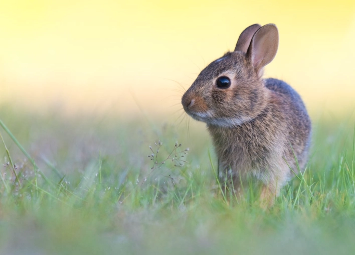 European rabbit care