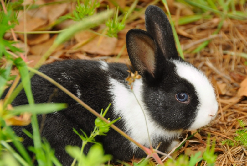how long do pet rabbits live how long do pet rabbits live