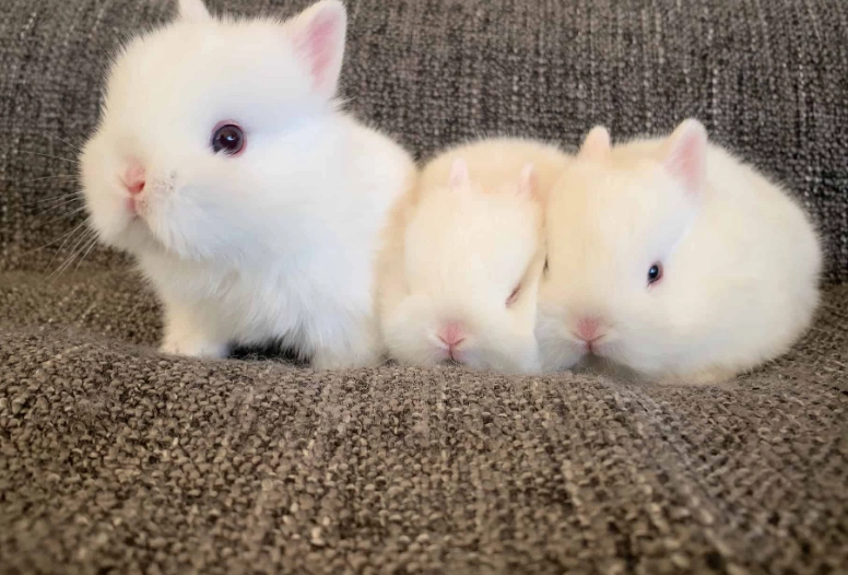 how long do dwarf rabbits live