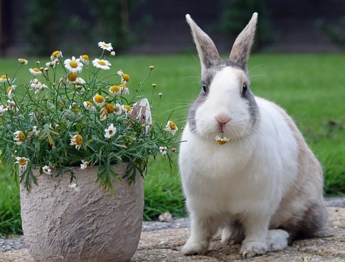 How long do Dutch rabbits live