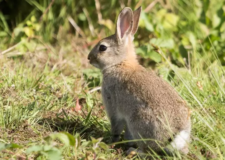 European rabbit pet care European rabbit pet care