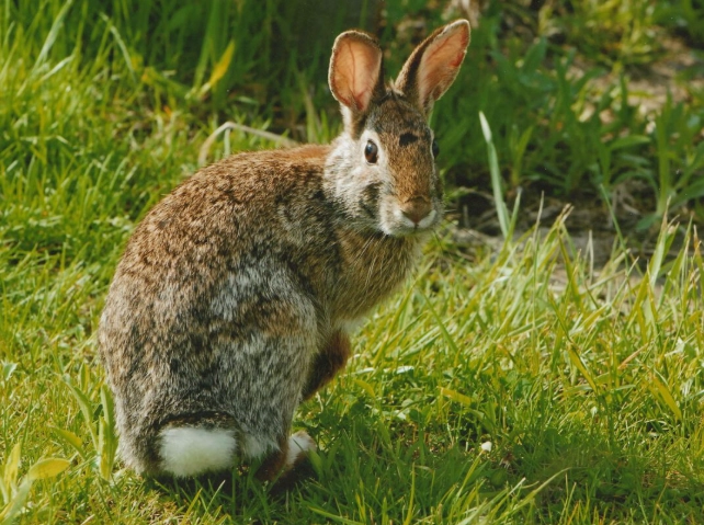 Wild rabbit food