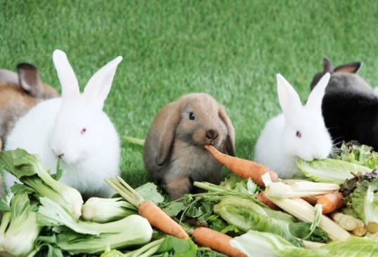 safe vegetables for rabbits safe vegetables for rabbits