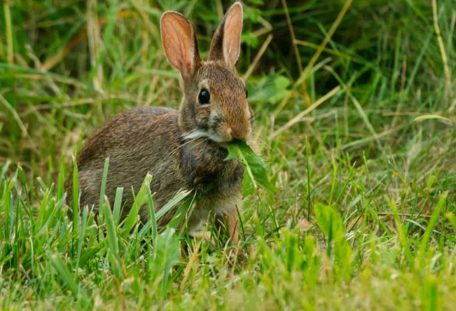 what do wild rabbits eat what do wild rabbits eat