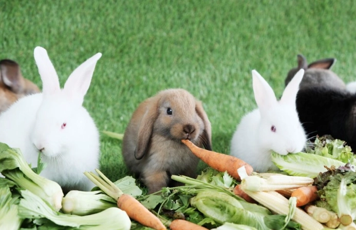 rabbit favorite vegetables rabbit favorite vegetables
