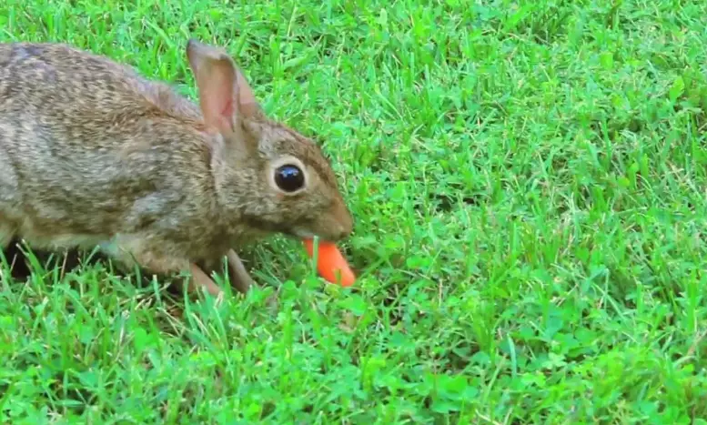 mimicking wild rabbit diet mimicking wild rabbit diet