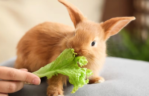 rabbit diet rabbit diet