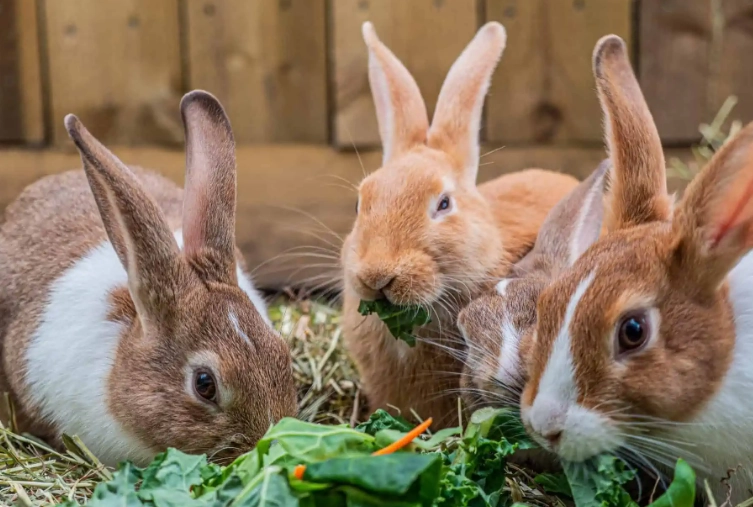 homemade rabbit diet homemade rabbit diet