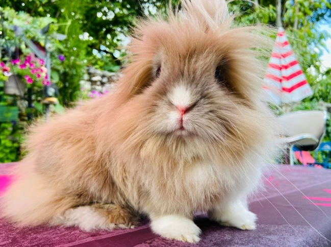 grooming Angora mix rabbits