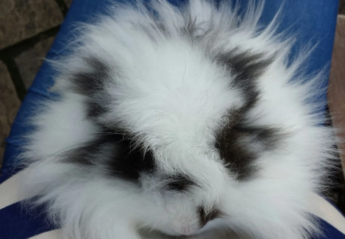 Angora hybrid rabbit health