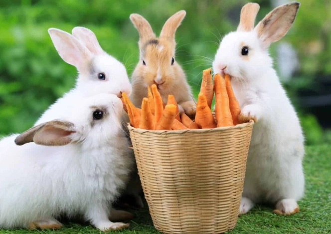 rabbit toxic foods rabbit toxic foods