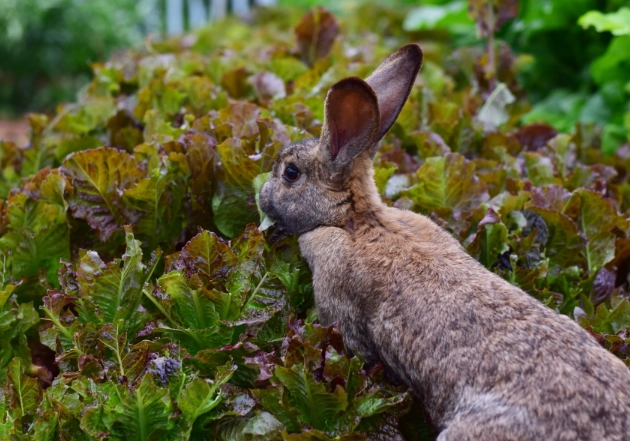 what rabbits cannot eat what rabbits cannot eat