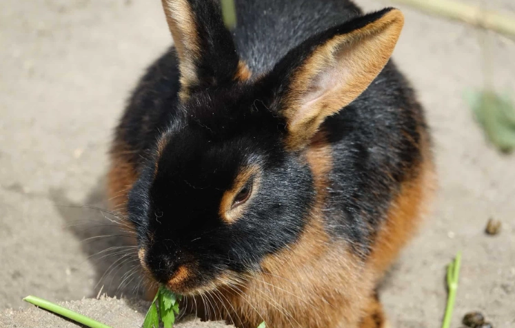 what rabbits cannot eat what rabbits cannot eat