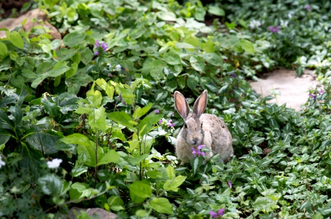 dangerous foods for rabbits dangerous foods for rabbits