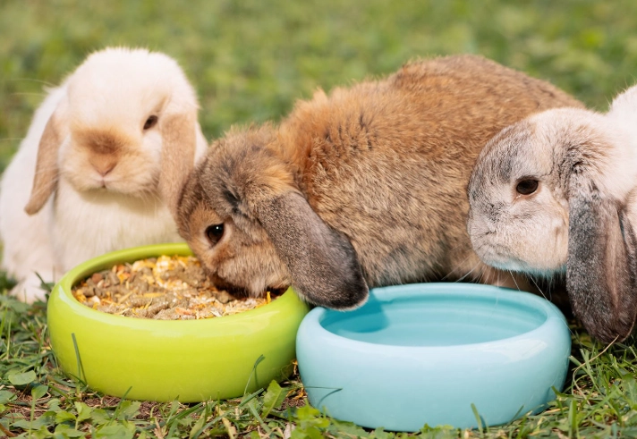 best rabbit food best rabbit food