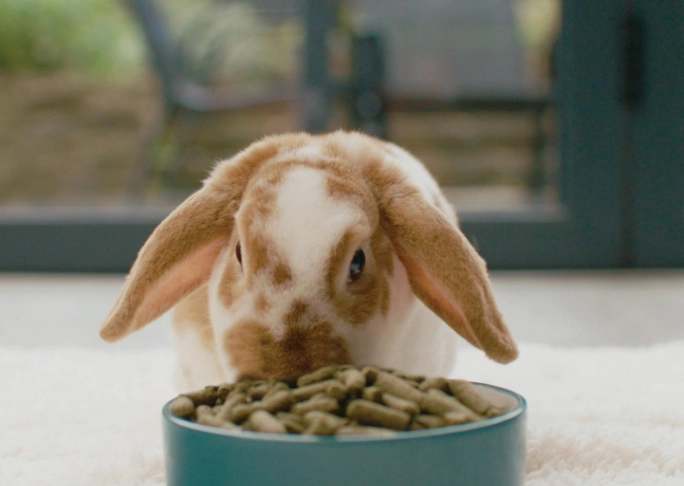 what to feed rabbits at home what to feed rabbits at home